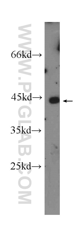 Flotillin 2 Polyclonal antibody