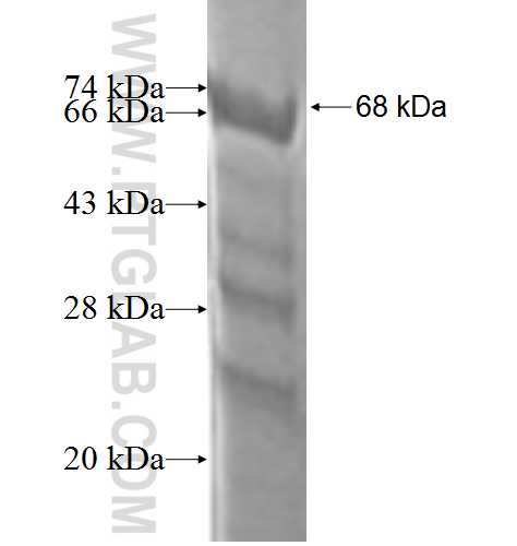 Flotillin 2 fusion protein Ag1996 SDS-PAGE