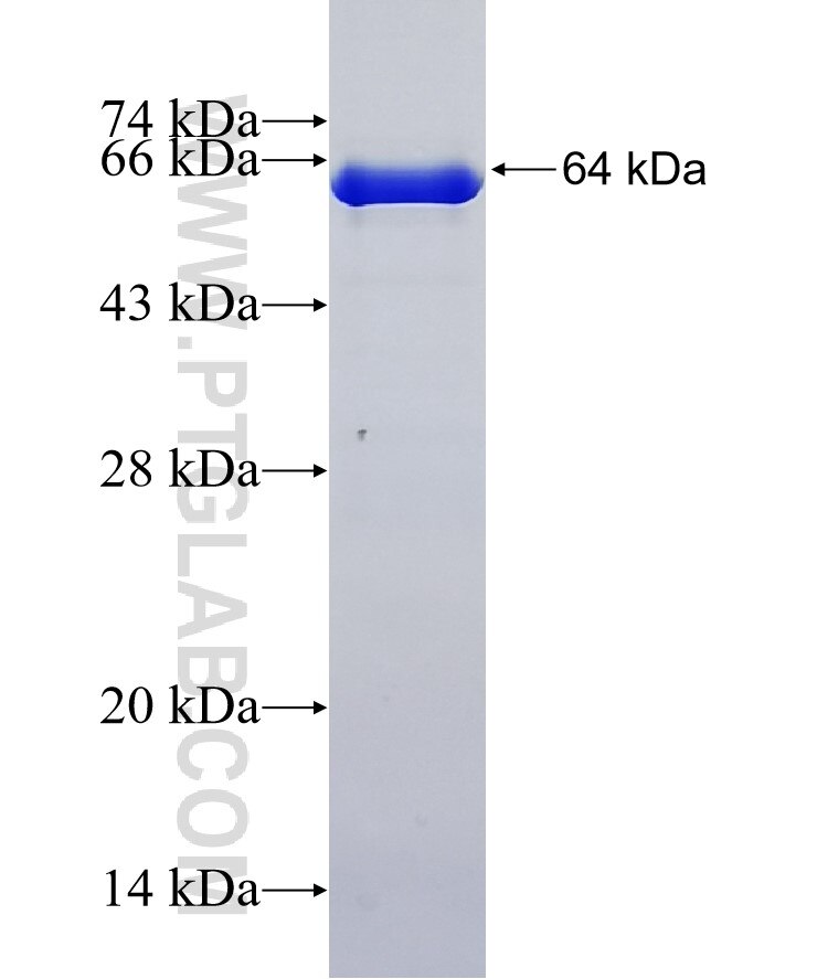 FLRT1 fusion protein Ag3081 SDS-PAGE