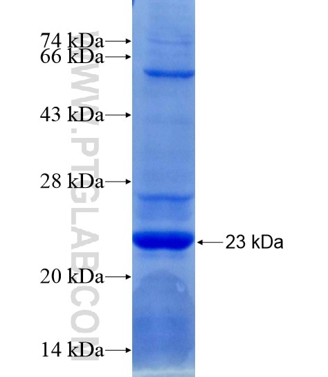 FLRT2 fusion protein Ag19435 SDS-PAGE