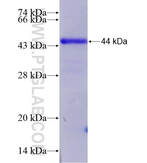 FLRT3 fusion protein Ag28641 SDS-PAGE FLRT3 fusion protein Ag28641 SDS-PAGE