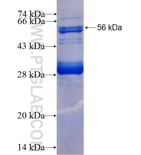 VEGFR1, FLT1 fusion protein Ag4558 SDS-PAGE