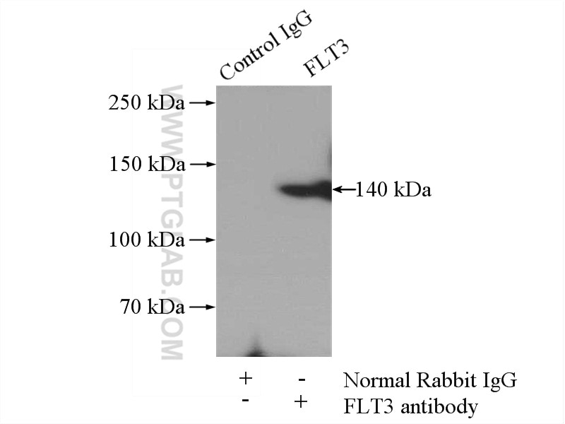 Immunoprecipitation (IP) experiment of mouse brain tissue using FLT3 Polyclonal antibody (21049-1-AP)