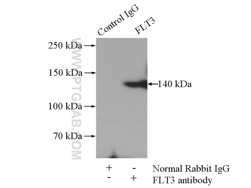 IP experiment of mouse brain using 21049-1-AP