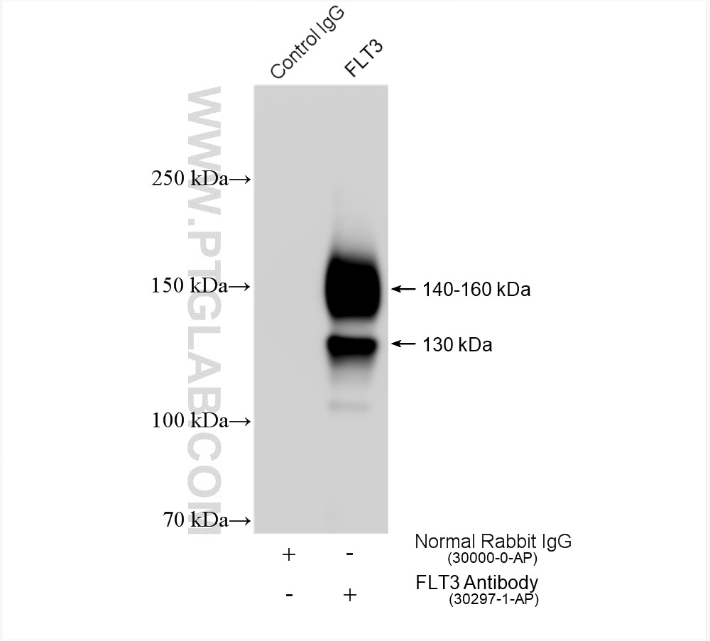 Immunoprecipitation (IP) experiment of THP-1 cells using FLT3 Polyclonal antibody (30297-1-AP)