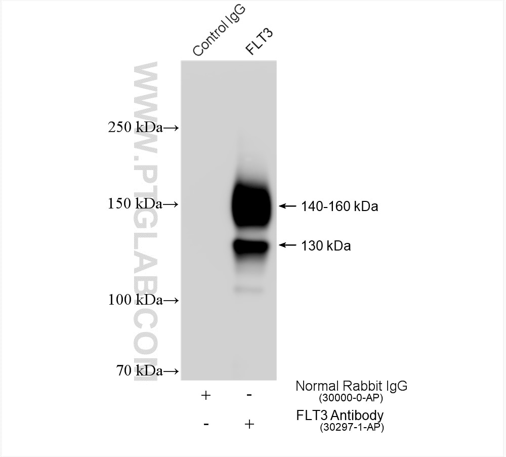 IP experiment of THP-1 using 30297-1-AP