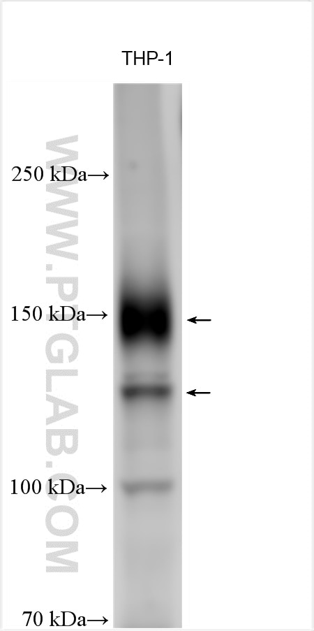 Western Blot (WB) analysis of various lysates using FLT3 Polyclonal antibody (30297-1-AP)