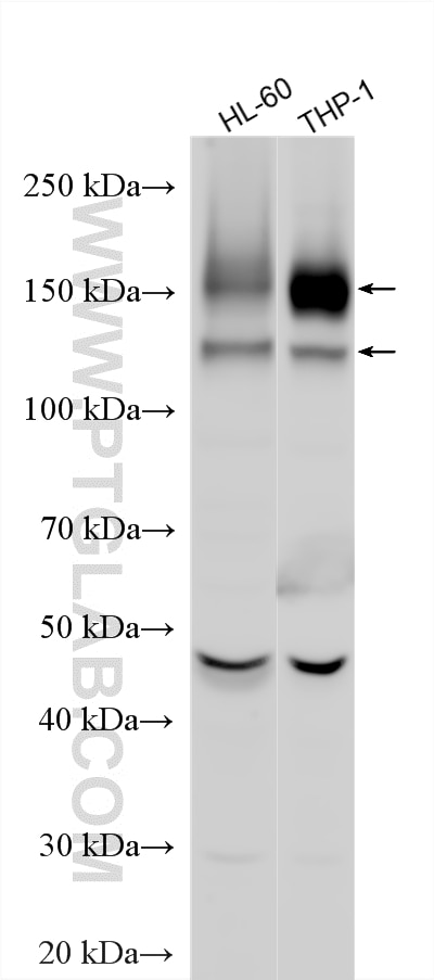WB analysis using 30297-1-AP Western Blot (WB) analysis of various lysates using FLT3 Polyclonal antibody (30297-1-AP)