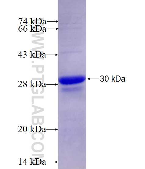 FLT3 fusion protein Ag28112 SDS-PAGE