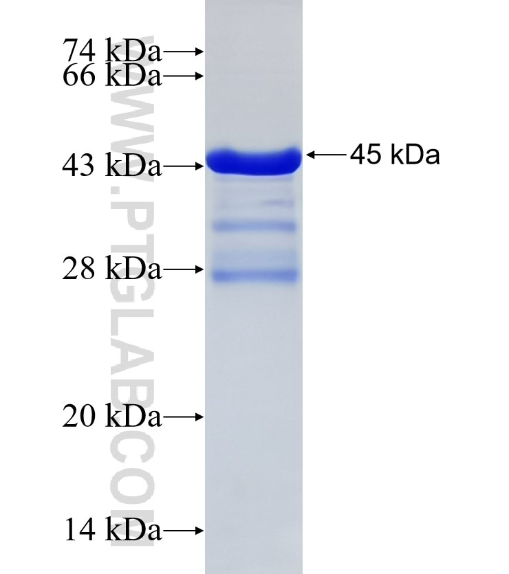 FLT3 fusion protein Ag32898 SDS-PAGE