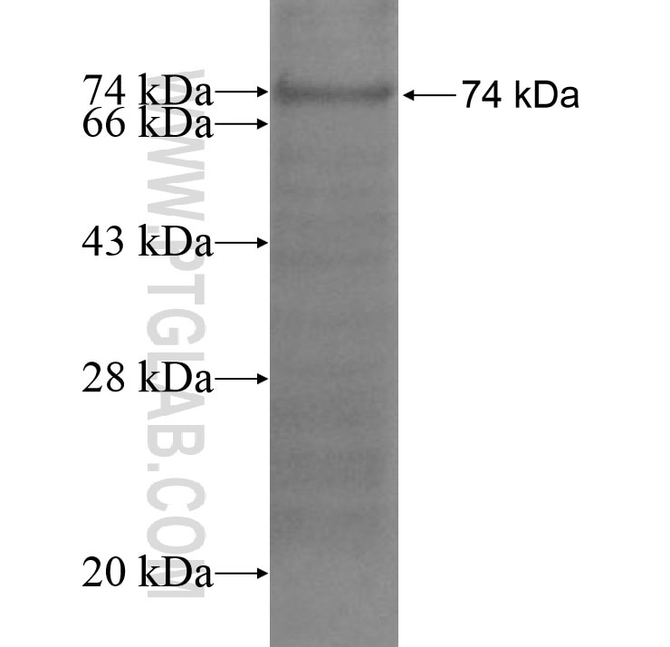 FLT3 fusion protein Ag15391 SDS-PAGE