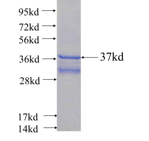 FLT3LG fusion protein Ag24982 SDS-PAGE
