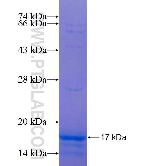 FLT3LG fusion protein Ag24996 SDS-PAGE