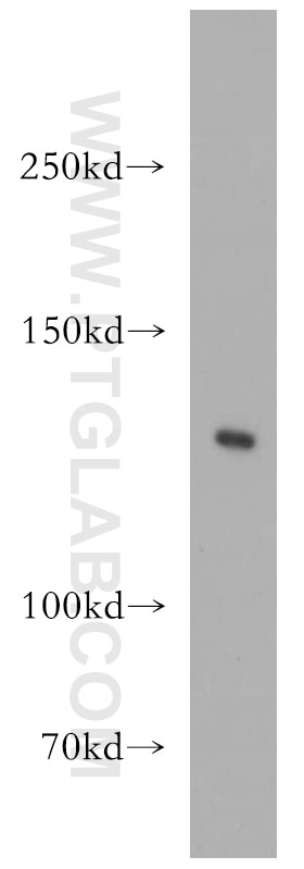 Western Blot (WB) analysis of mouse heart tissue using VEGFR3 Polyclonal antibody (20712-1-AP)