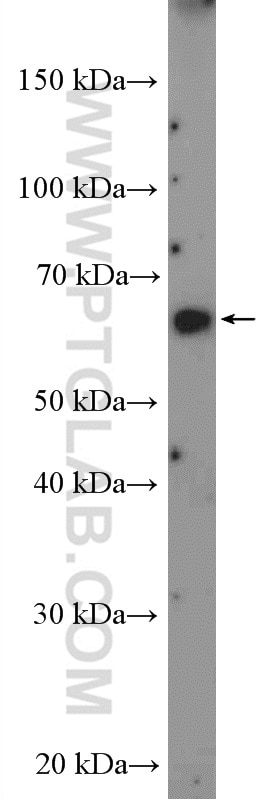 Western Blot (WB) analysis of HepG2 cells using FLVCR1 Polyclonal antibody (26841-1-AP)
