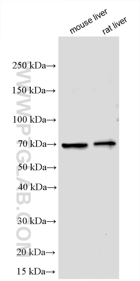 Western Blot (WB) analysis of various lysates using FLVCR2 Polyclonal antibody (26704-1-AP)