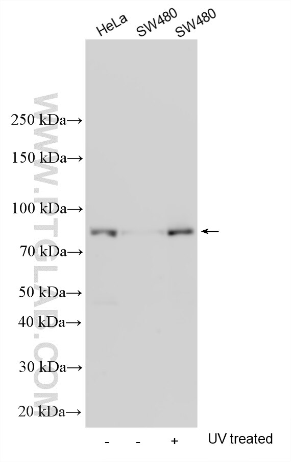 WB analysis using 34047-1-AP Western Blot (WB) analysis of various lysates using FLYWCH1 Polyclonal antibody (34047-1-AP)