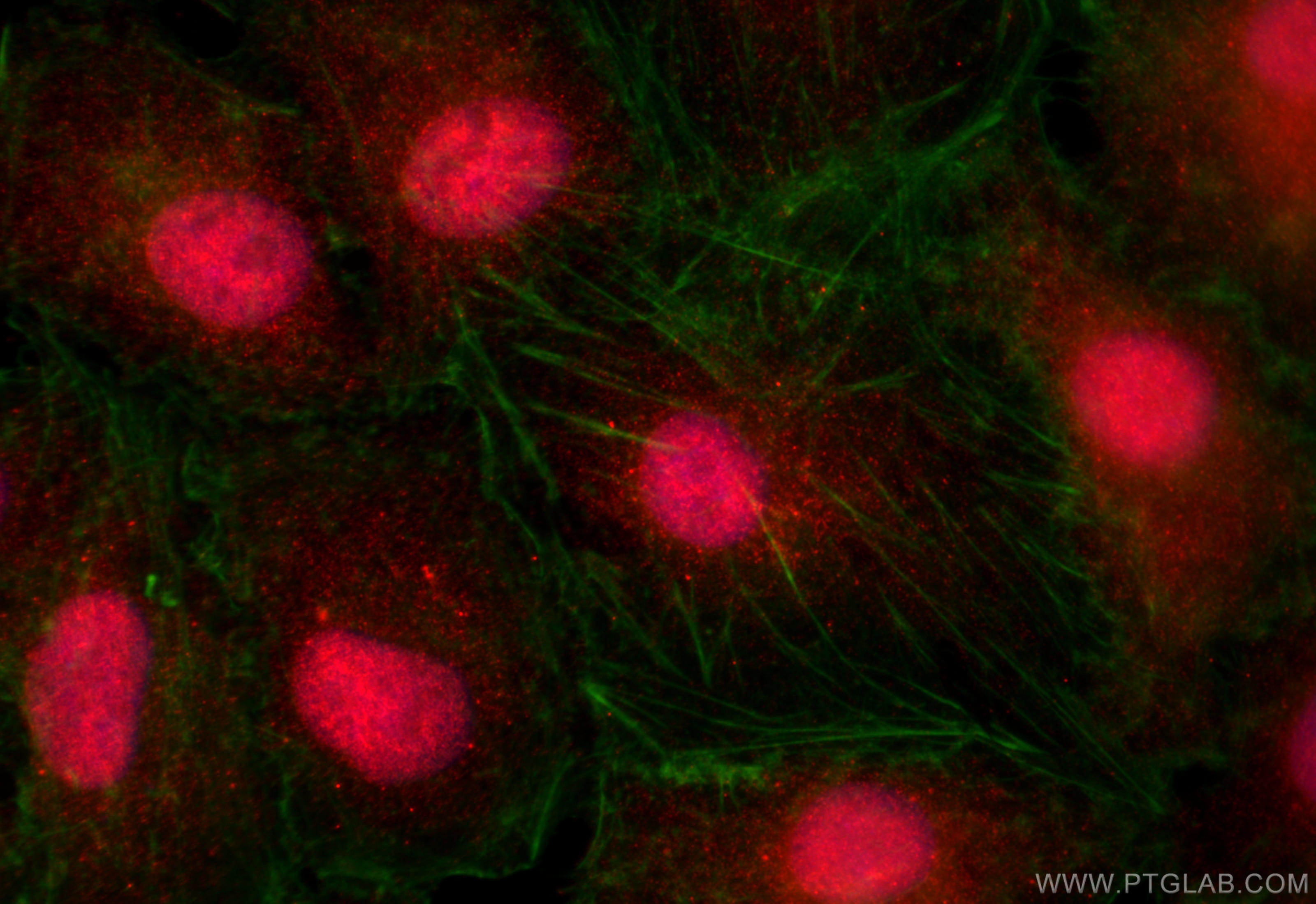 Immunofluorescence (IF) / fluorescent staining of A549 cells using FMN1 Polyclonal antibody (25982-1-AP)