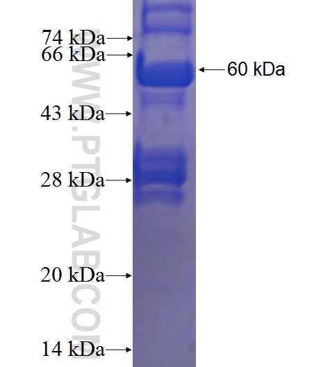 FMN1 fusion protein Ag23059 SDS-PAGE