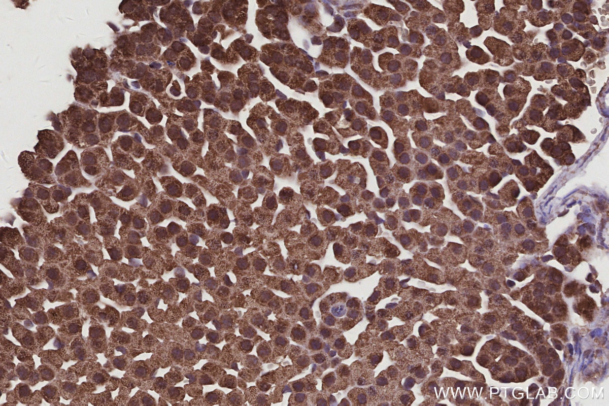 Immunohistochemistry (IHC) staining of mouse adrenal gland tissue using FMN2 Polyclonal antibody (11259-1-AP)