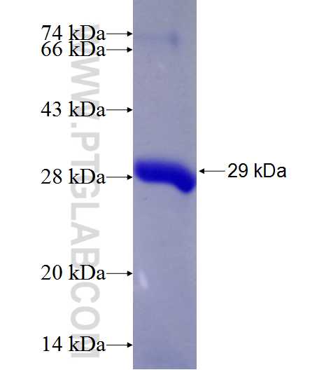 FMN2 fusion protein Ag24848 SDS-PAGE