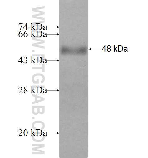 FMN2 fusion protein Ag1774 SDS-PAGE