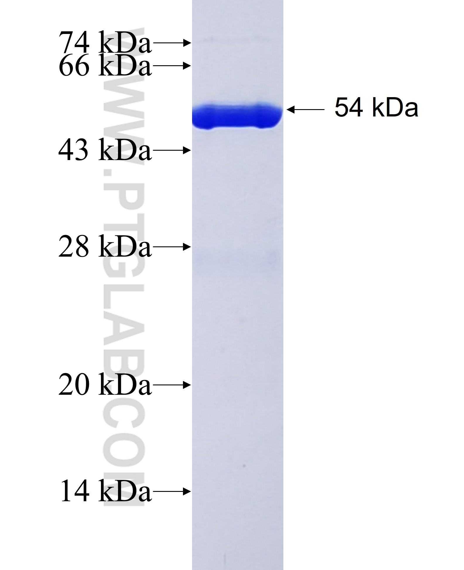 FMN2 fusion protein Ag1774 SDS-PAGE