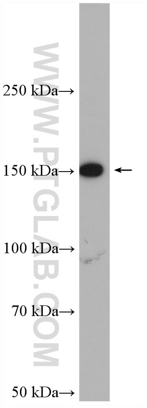 Western Blot (WB) analysis of Raji cells using FMNL1 Polyclonal antibody (10395-1-AP)