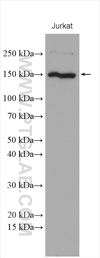Western Blot (WB) analysis of various lysates using FMNL1 Polyclonal antibody (10395-1-AP)