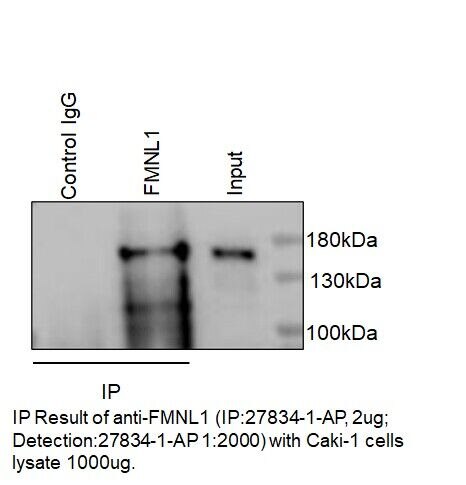 Immunoprecipitation (IP) experiment of Caki-1 using FMNL1 Polyclonal antibody (27834-1-AP)