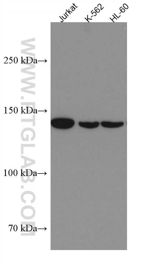Western Blot (WB) analysis of various lysates using FMNL1 Monoclonal antibody (67587-1-Ig)