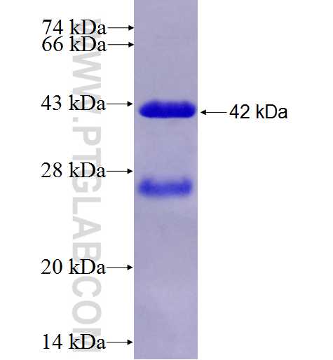 FMNL1 fusion protein Ag27312 SDS-PAGE