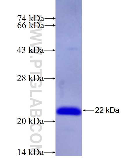 FMNL1 fusion protein Ag27322 SDS-PAGE