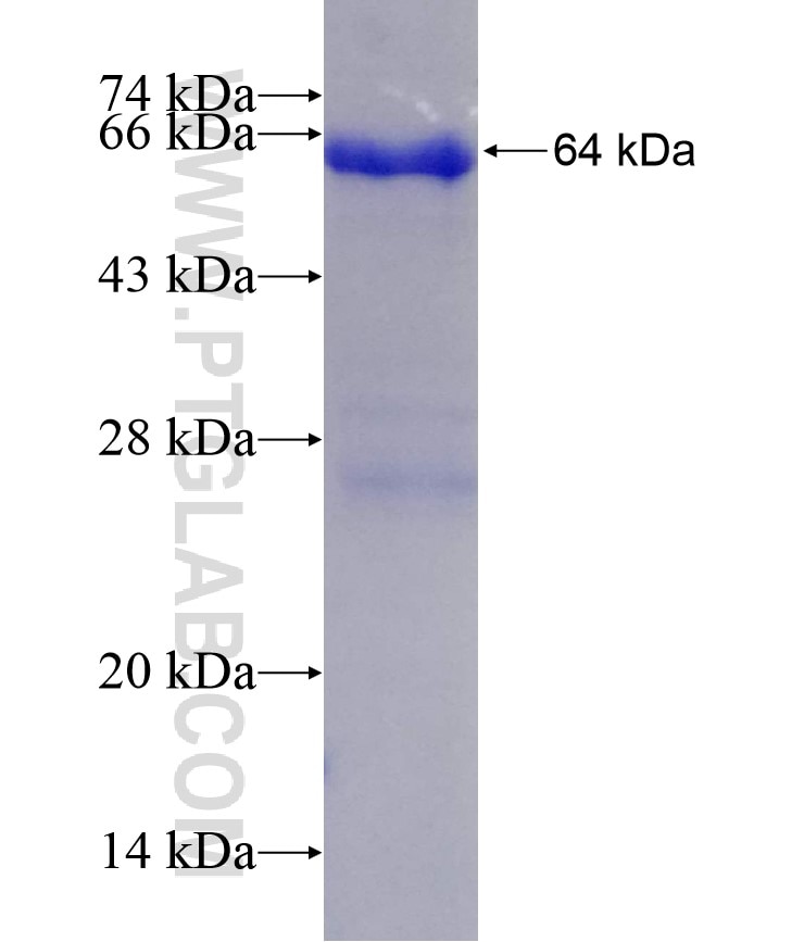 FMNL1 fusion protein Ag0594 SDS-PAGE