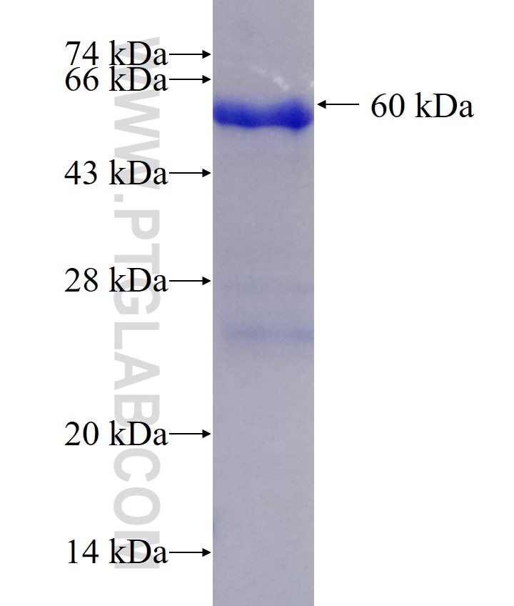 FMNL1 fusion protein Ag0594 SDS-PAGE