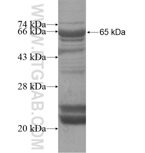 FMNL1 fusion protein Ag13697 SDS-PAGE