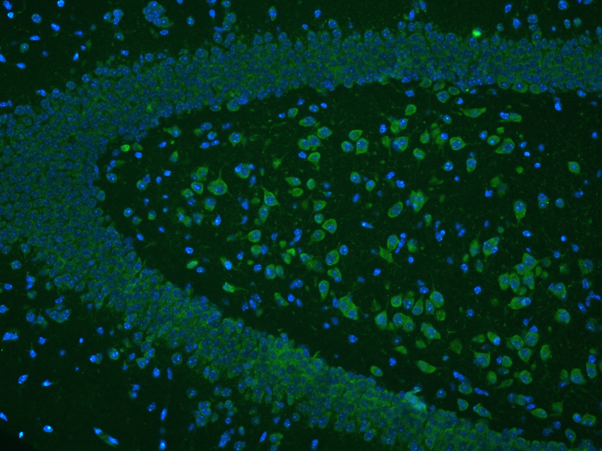 Immunofluorescence (IF) / fluorescent staining of mouse brain tissue using FMNL2 Polyclonal antibody (13038-1-AP)
