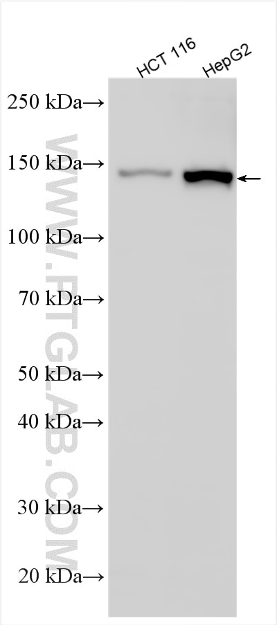 Western Blot (WB) analysis of various lysates using FMNL2 Polyclonal antibody (13038-1-AP)