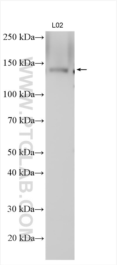 Western Blot (WB) analysis of various lysates using FMNL2 Polyclonal antibody (13038-1-AP)