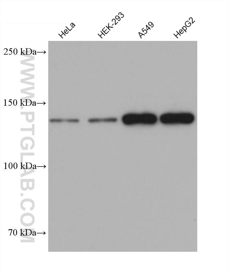 Western Blot (WB) analysis of various lysates using FMNL2 Monoclonal antibody (68551-1-Ig)