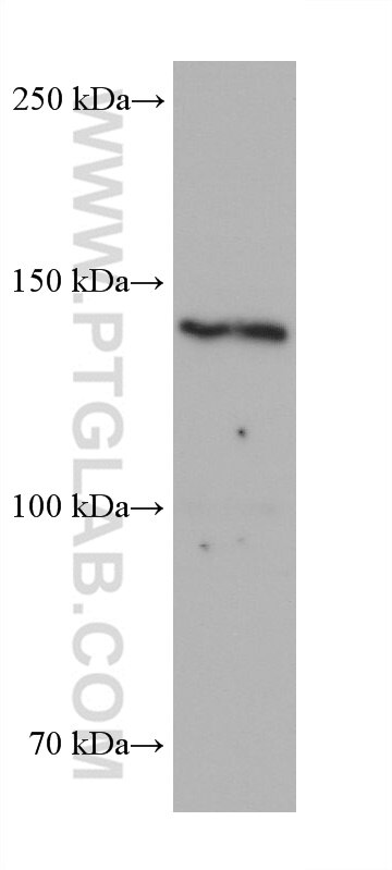 Western Blot (WB) analysis of hTERT-RPE1 cells using FMNL2 Monoclonal antibody (68551-1-Ig)