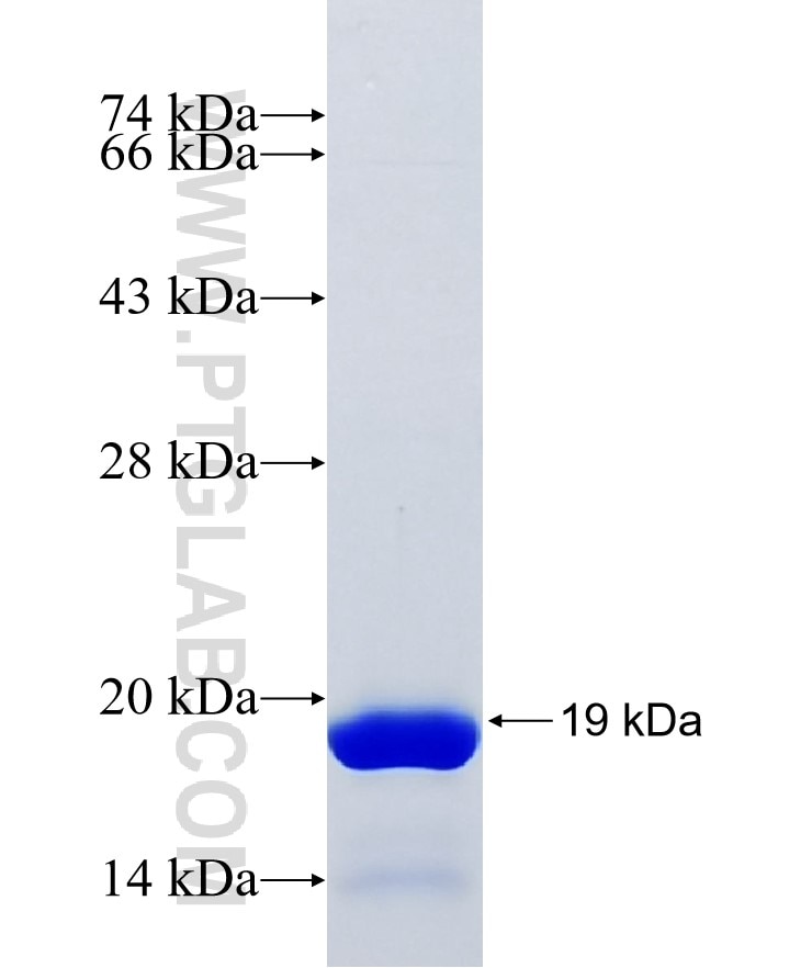 FMNL2 fusion protein Ag34164 SDS-PAGE