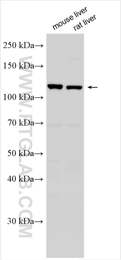 Western Blot (WB) analysis of various lysates using FMNL3 Polyclonal antibody (29756-1-AP)