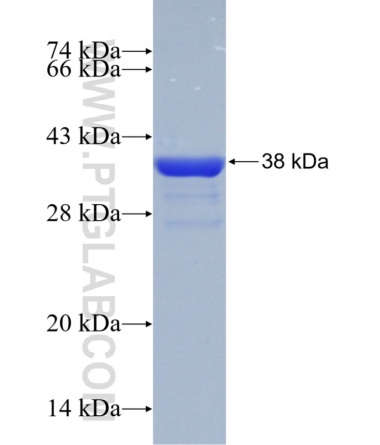FMNL3 fusion protein Ag30543 SDS-PAGE