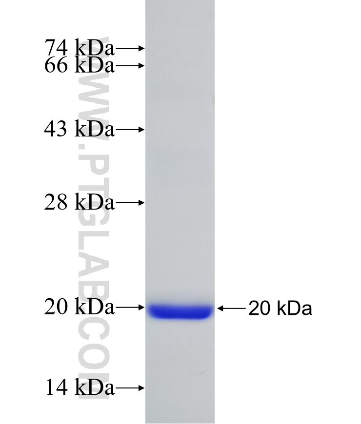 FMNL3 fusion protein Ag31097 SDS-PAGE