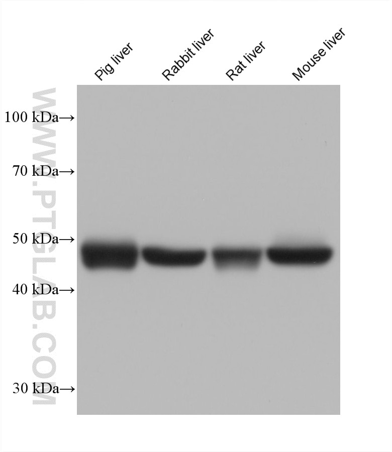 Various lysates were subjected to SDS PAGE followed by western blot with 61032-3-Ig (FMO1 antibody) at dilution of 1:20000 incubated at room temperature for 1.5 hours. Western Blot (WB) analysis of various lysates using FMO1 Monoclonal antibody (61032-3-Ig)