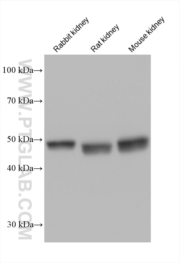 Various lysates were subjected to SDS PAGE followed by western blot with 61032-3-Ig (FMO1 antibody) at dilution of 1:20000 incubated at room temperature for 1.5 hours. Western Blot (WB) analysis of various lysates using FMO1 Monoclonal antibody (61032-3-Ig)