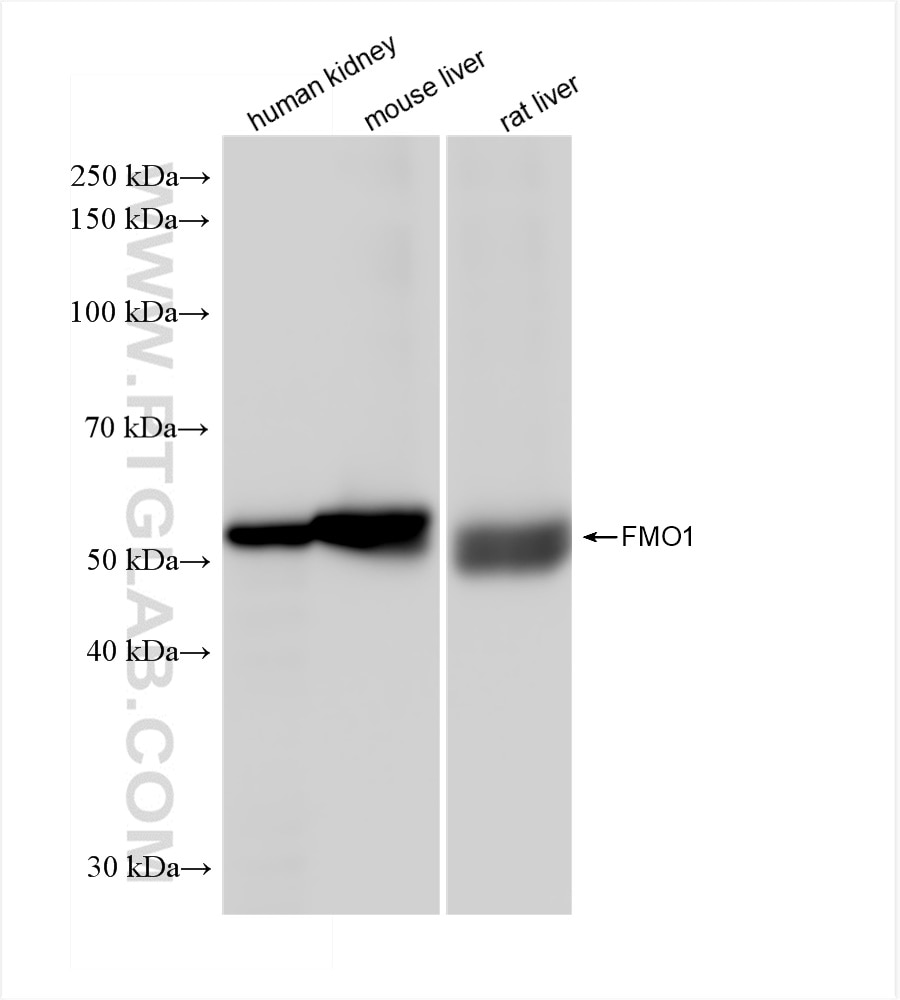 Western Blot (WB) analysis of various lysates using FMO1 Recombinant antibody (83156-3-RR)