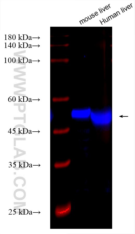 Western Blot (WB) analysis of various lysates using CoraLite® Plus 750-conjugated FMO1 Recombinant ant (CL750-83156-3)