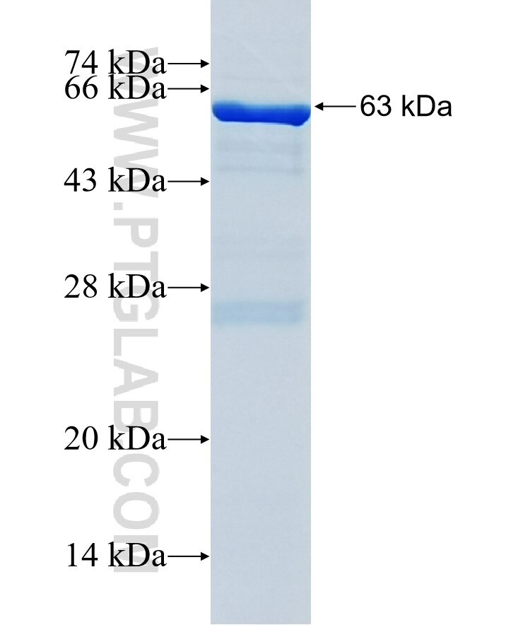FMO1 fusion protein Ag34267 SDS-PAGE